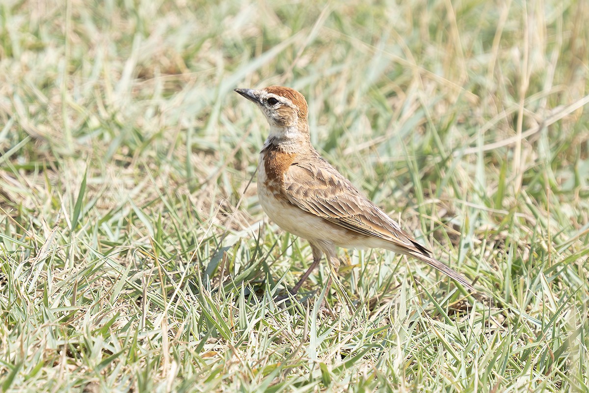 Red-capped Lark - ML643108609