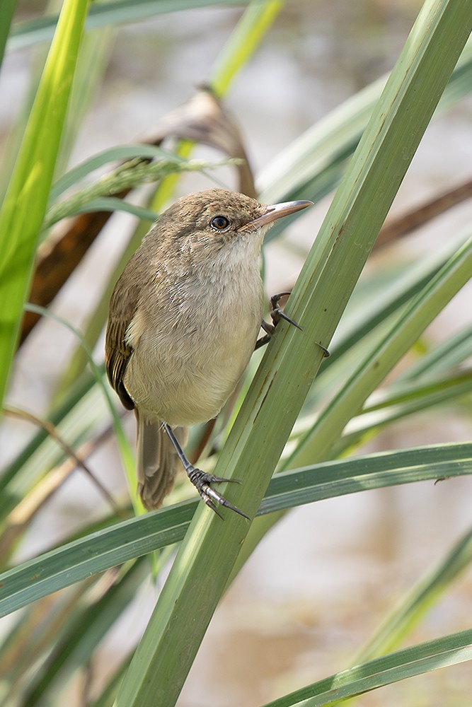 Lezkari arrunta [baeticatus Taldekoa] - ML643108624