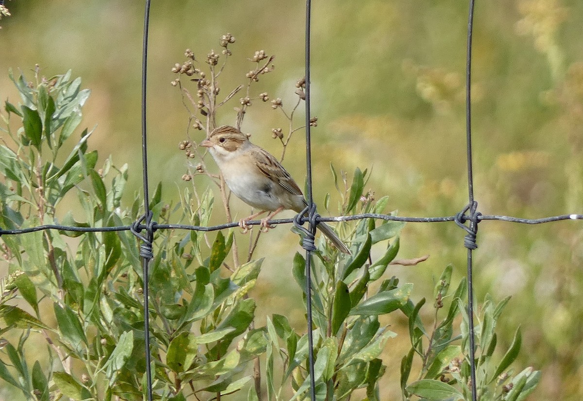 Clay-colored Sparrow - ML643108629