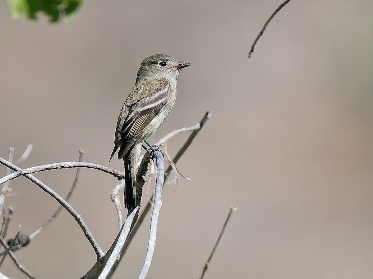 Hammond's Flycatcher - ML643108632