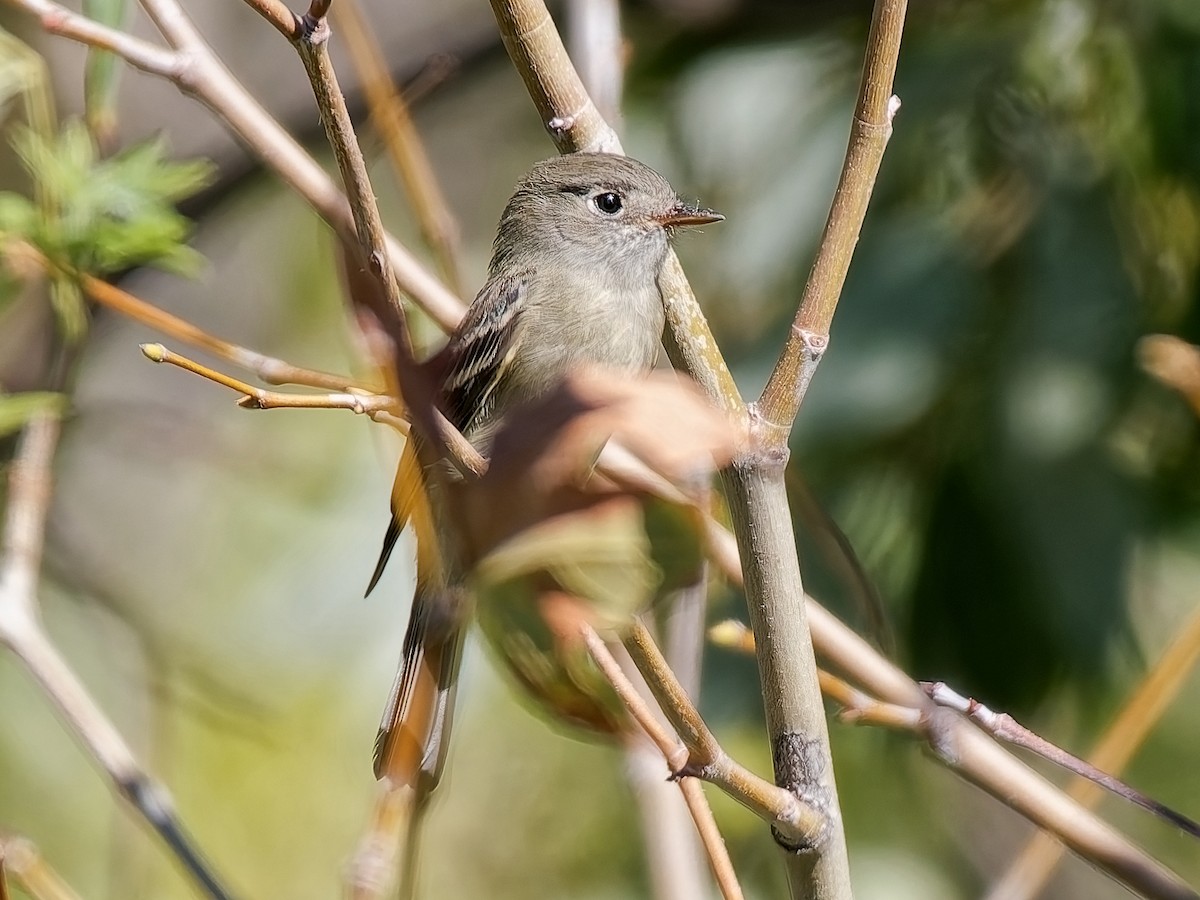 Hammond's Flycatcher - ML643108633