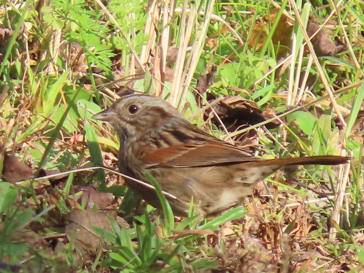 Swamp Sparrow - ML643108635