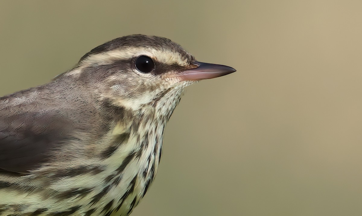 Drosselwaldsänger - ML643108652