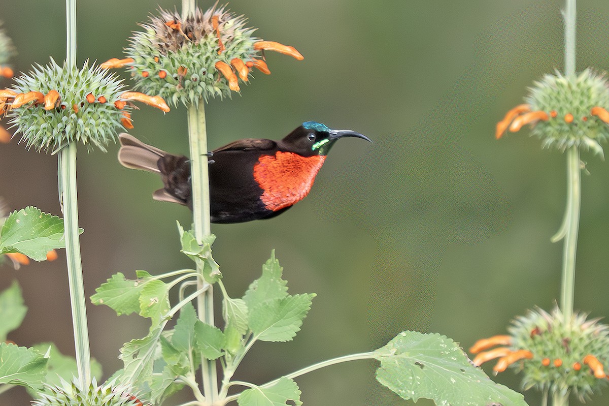 Scarlet-chested Sunbird - ML643108653