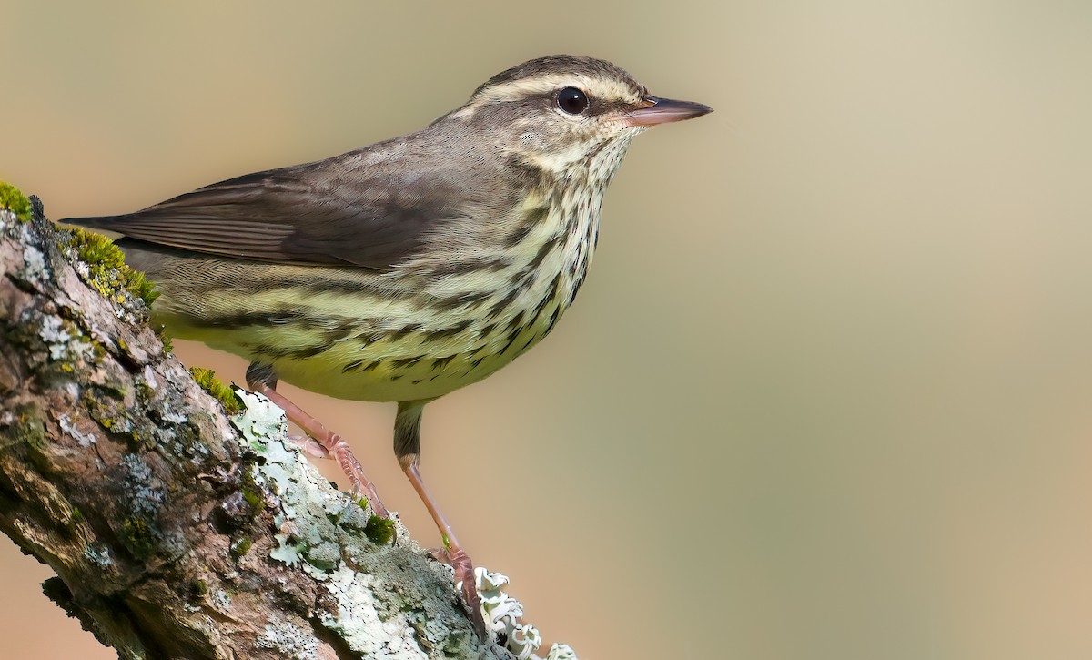 Drosselwaldsänger - ML643108661