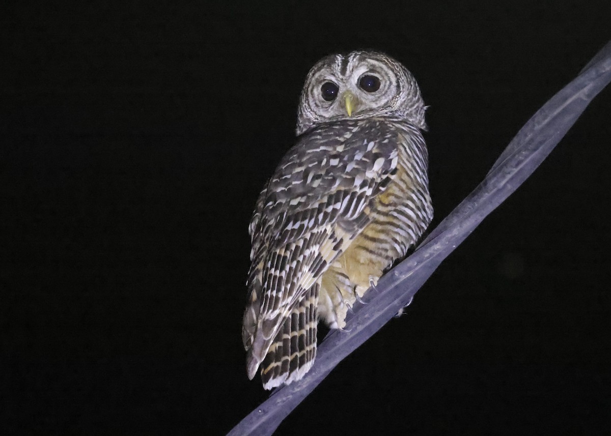 Chaco Owl - ML643108662