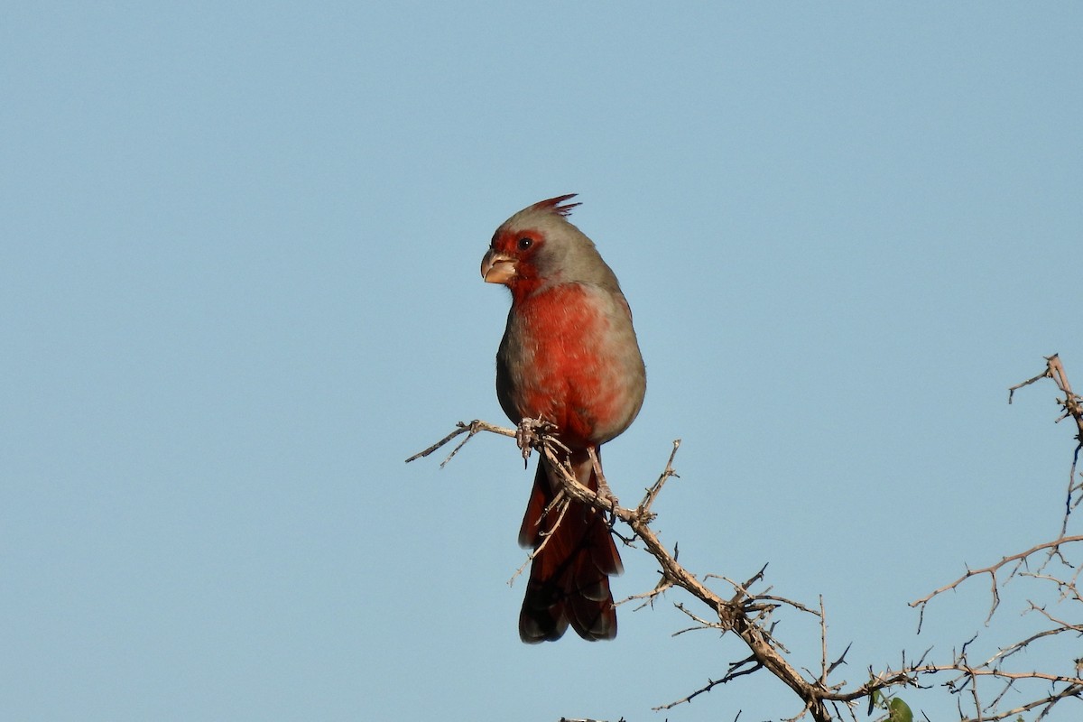 Pyrrhuloxia - ML643108681