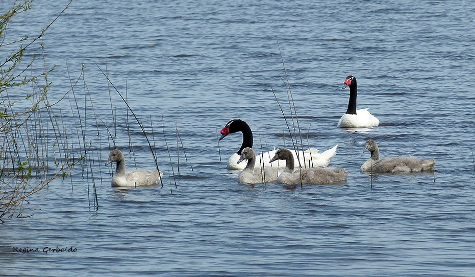 Black-necked Swan - ML643108686