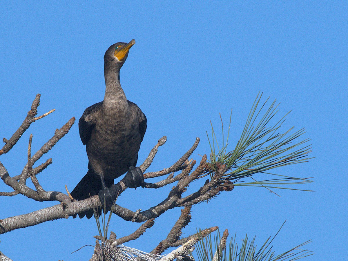 Double-crested Cormorant - ML643108688