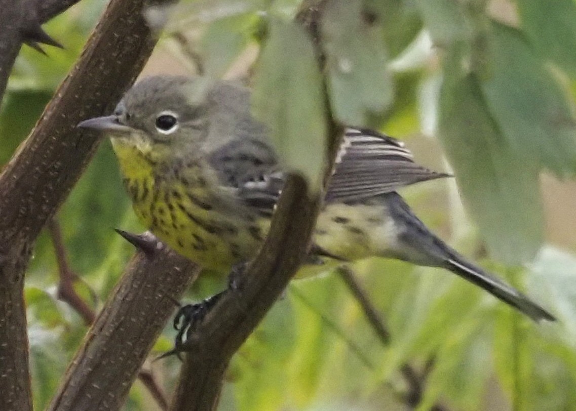 Kirtland's Warbler - ML643108693