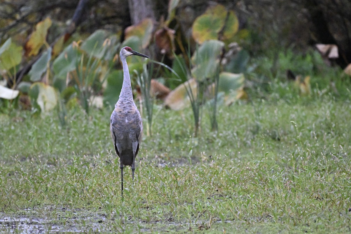 Sandhill Crane - ML643108694