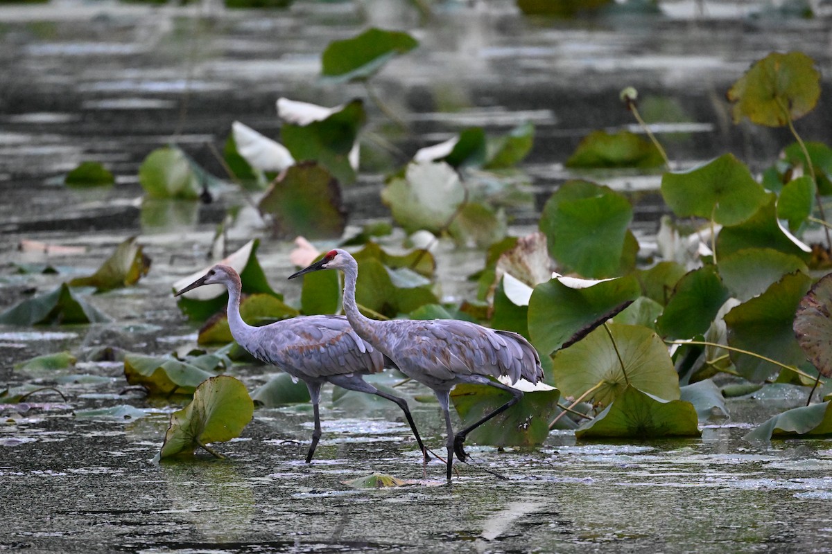 Sandhill Crane - ML643108695