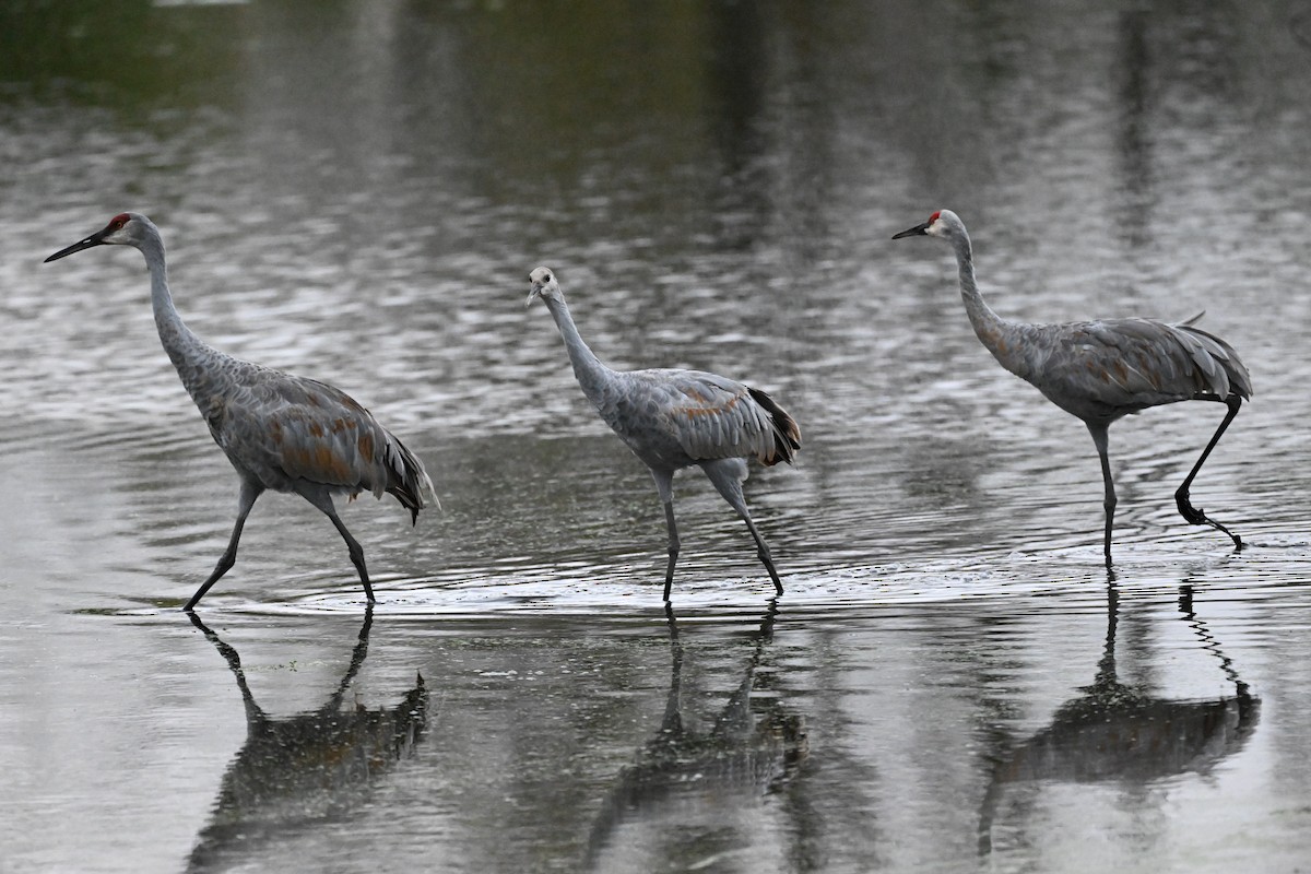 Sandhill Crane - ML643108696