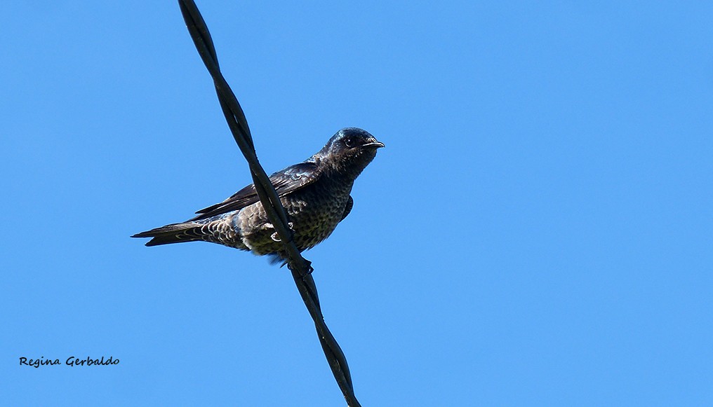 Southern Martin - ML643108711