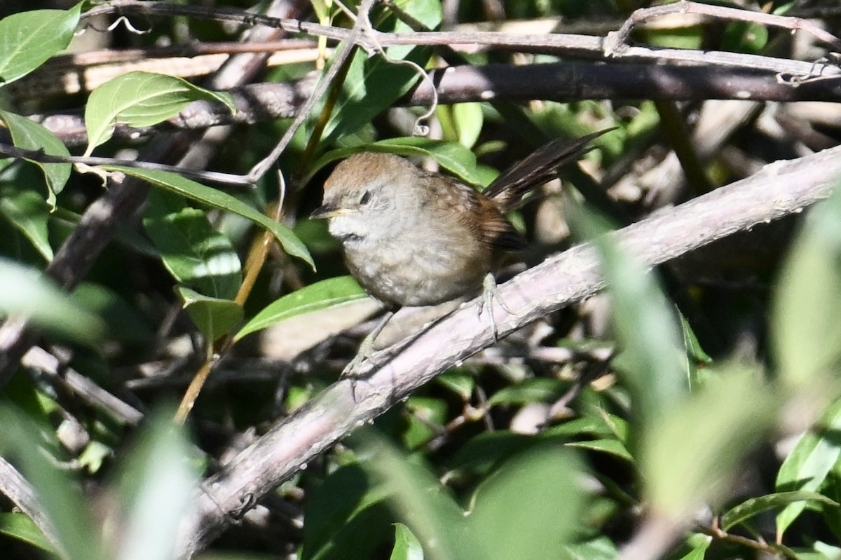 Spix's Spinetail - ML643108764