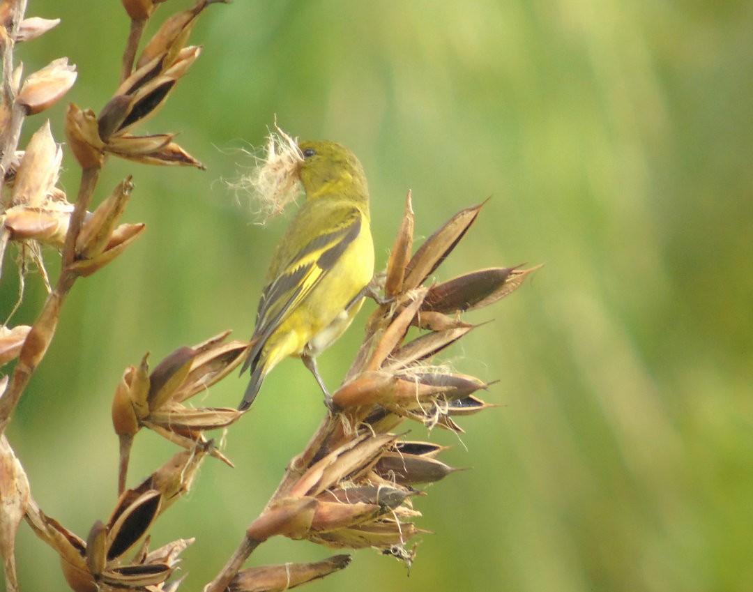 Hooded Siskin - ML643108772