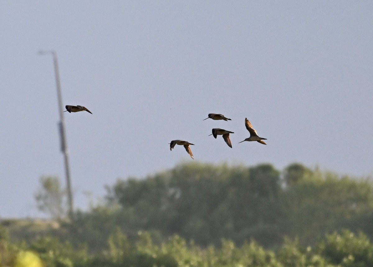 Marbled Godwit - ML643108843
