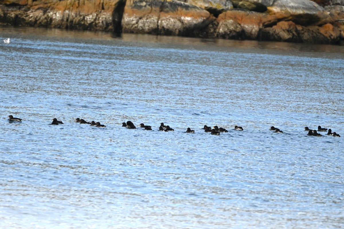 Rhinoceros Auklet - ML643108931