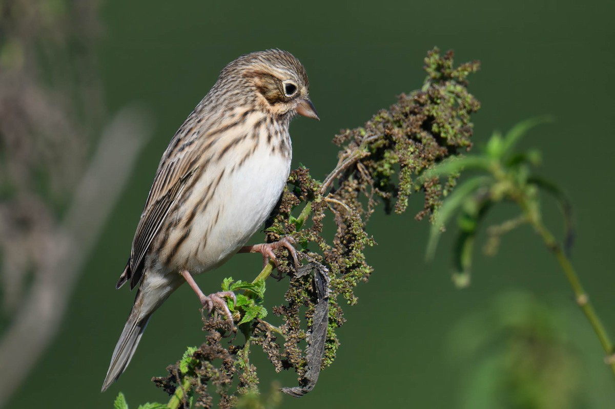 Vesper Sparrow - ML643108939