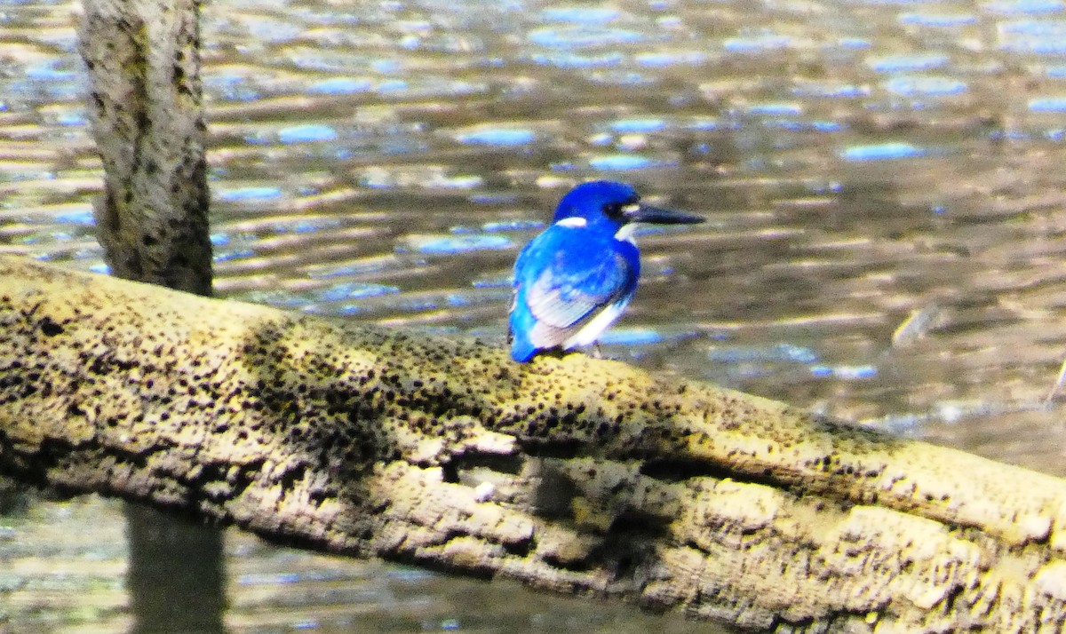 Little Kingfisher - ML643108948