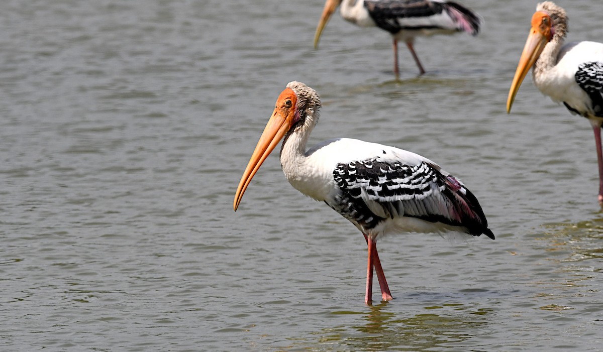 Painted Stork - ML643108966