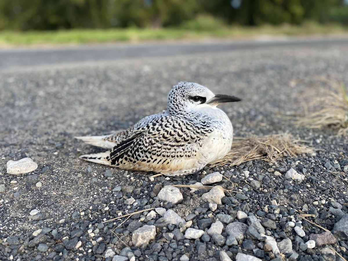 Red-tailed Tropicbird - ML643109009