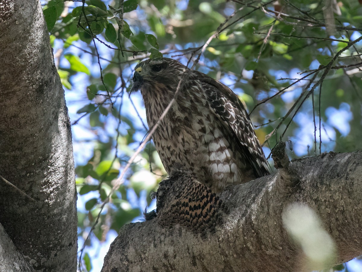 Red-shouldered Hawk - ML643109020