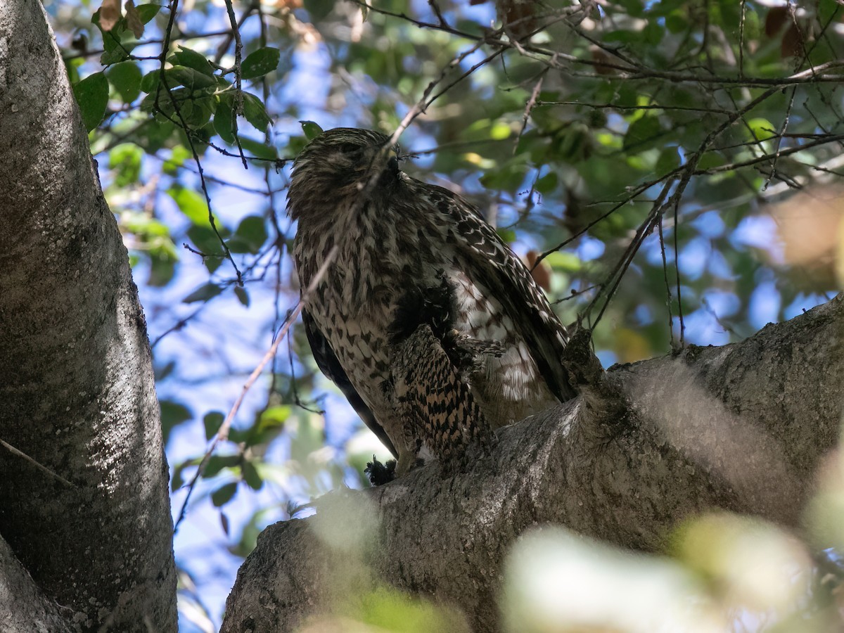 Red-shouldered Hawk - ML643109021
