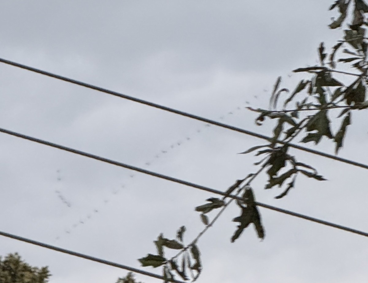 Oca lombardella - ML643109036