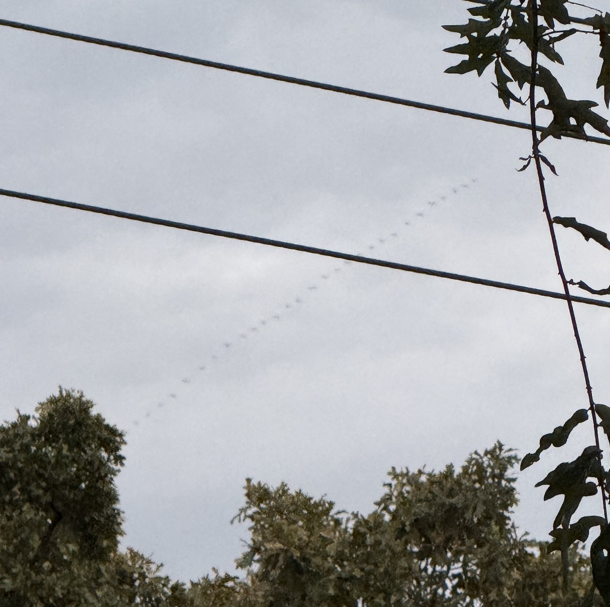 Oca lombardella - ML643109037