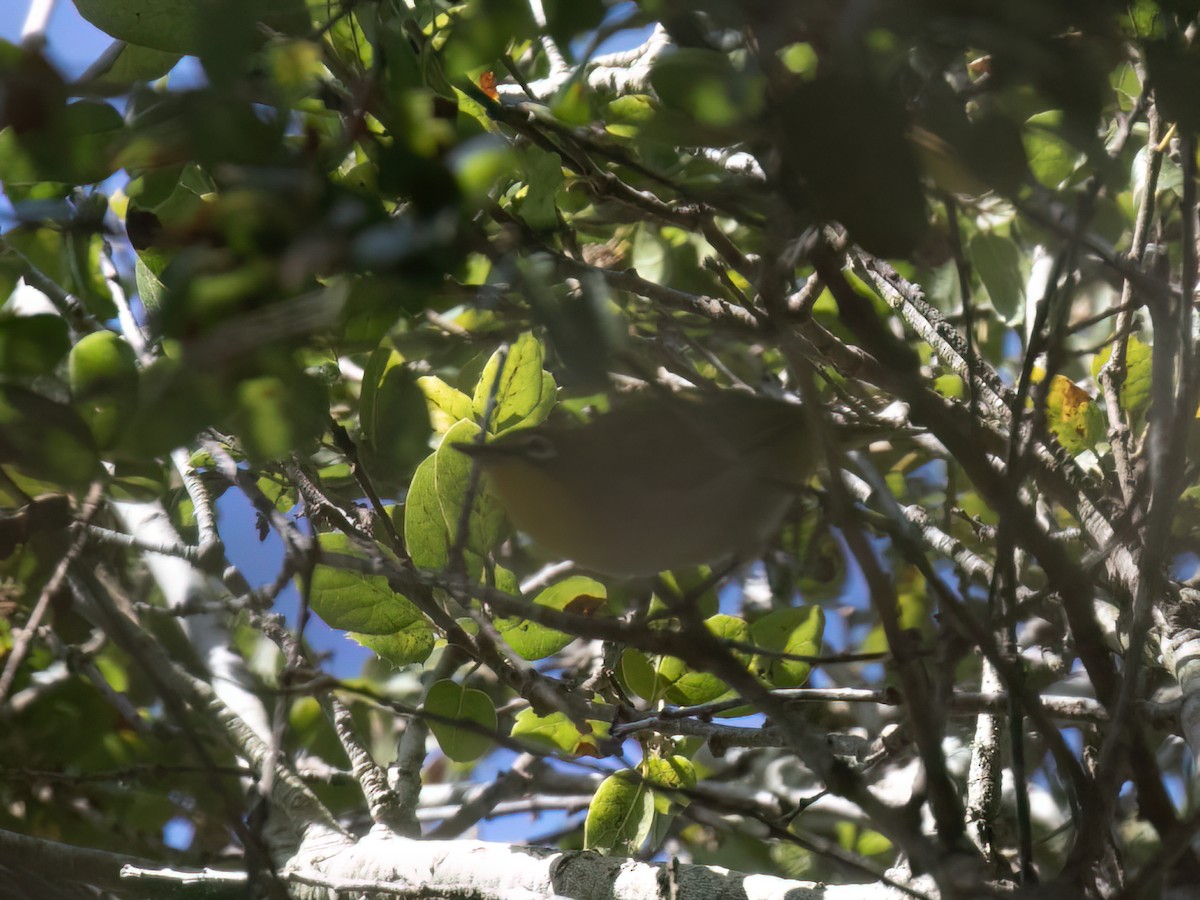 Swinhoe's White-eye - ML643109040