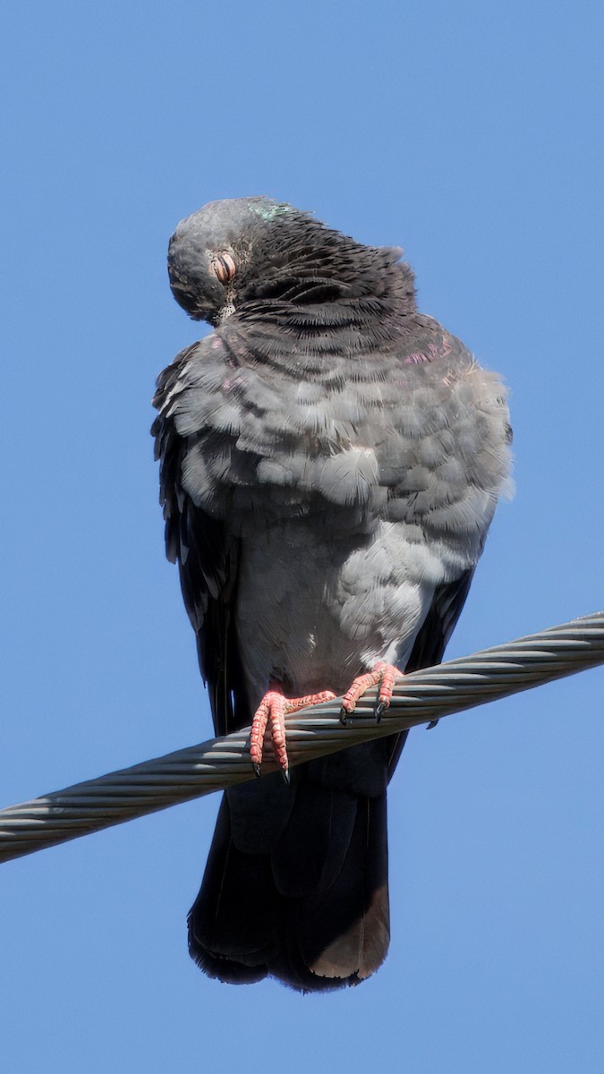 Rock Pigeon (Feral Pigeon) - ML643109052