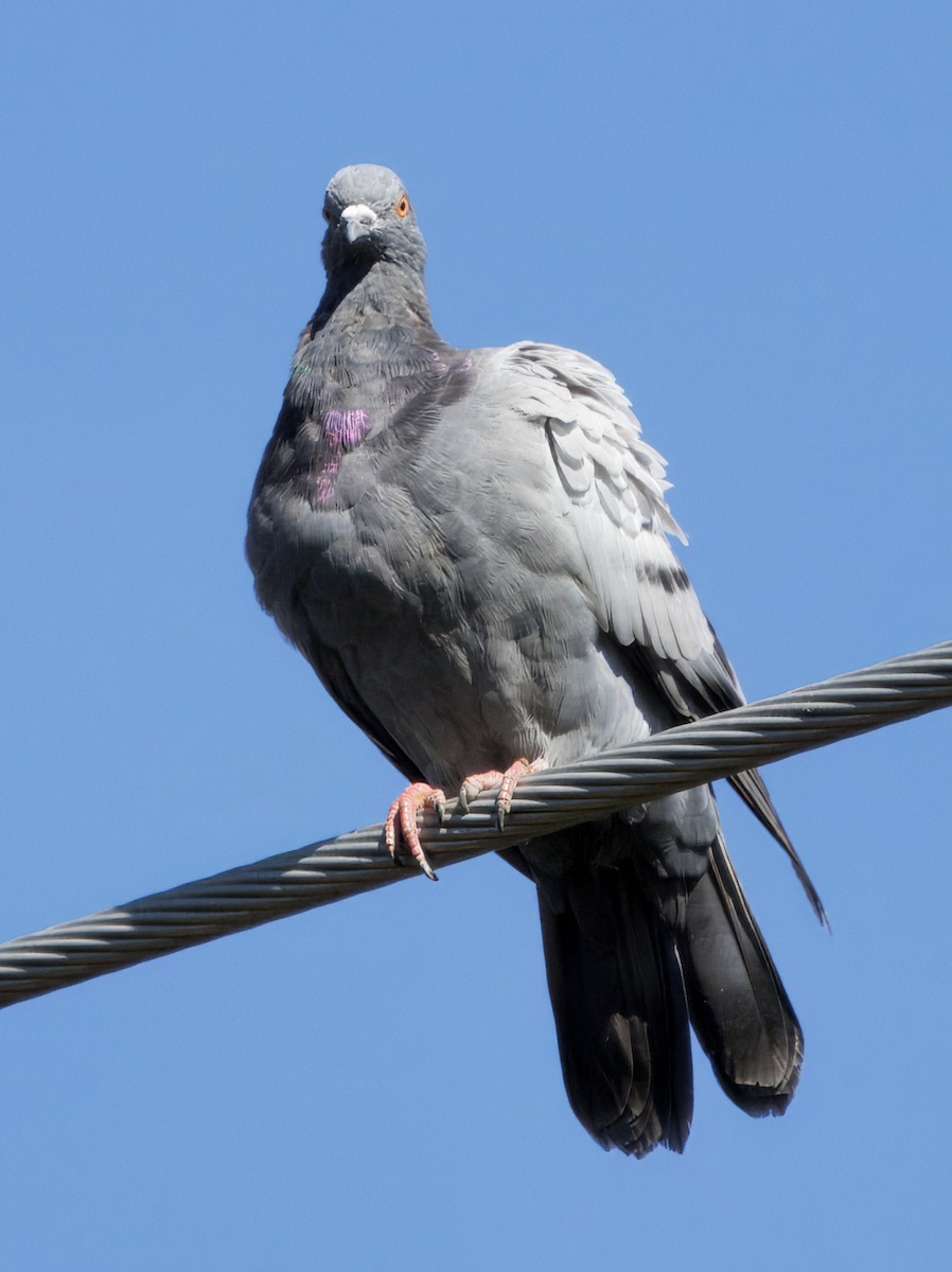 Rock Pigeon (Feral Pigeon) - ML643109053