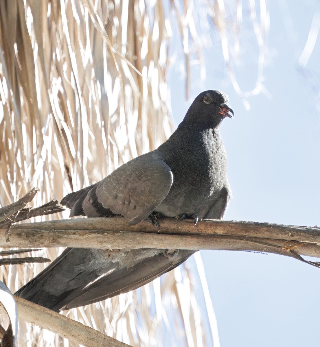 Rock Pigeon (Feral Pigeon) - ML643109055