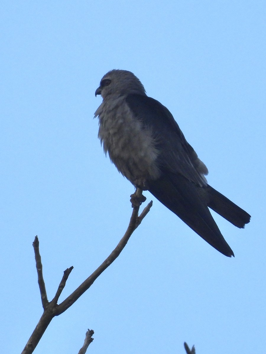 Mississippi Kite - ML643109105