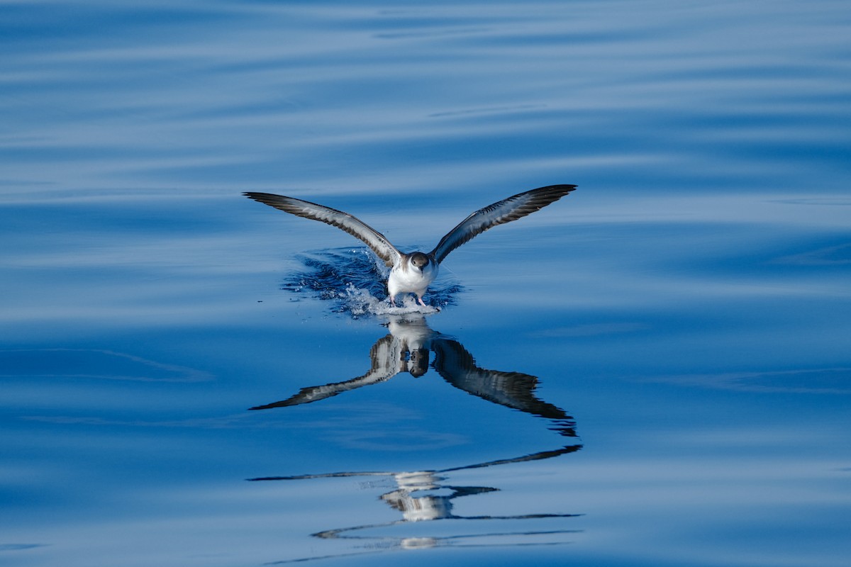 Great Shearwater - ML643109115