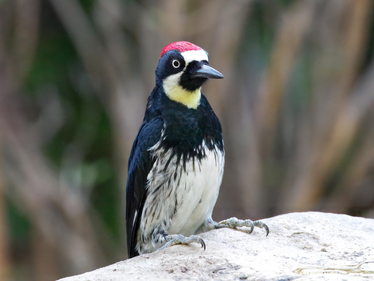 Acorn Woodpecker - ML643109131