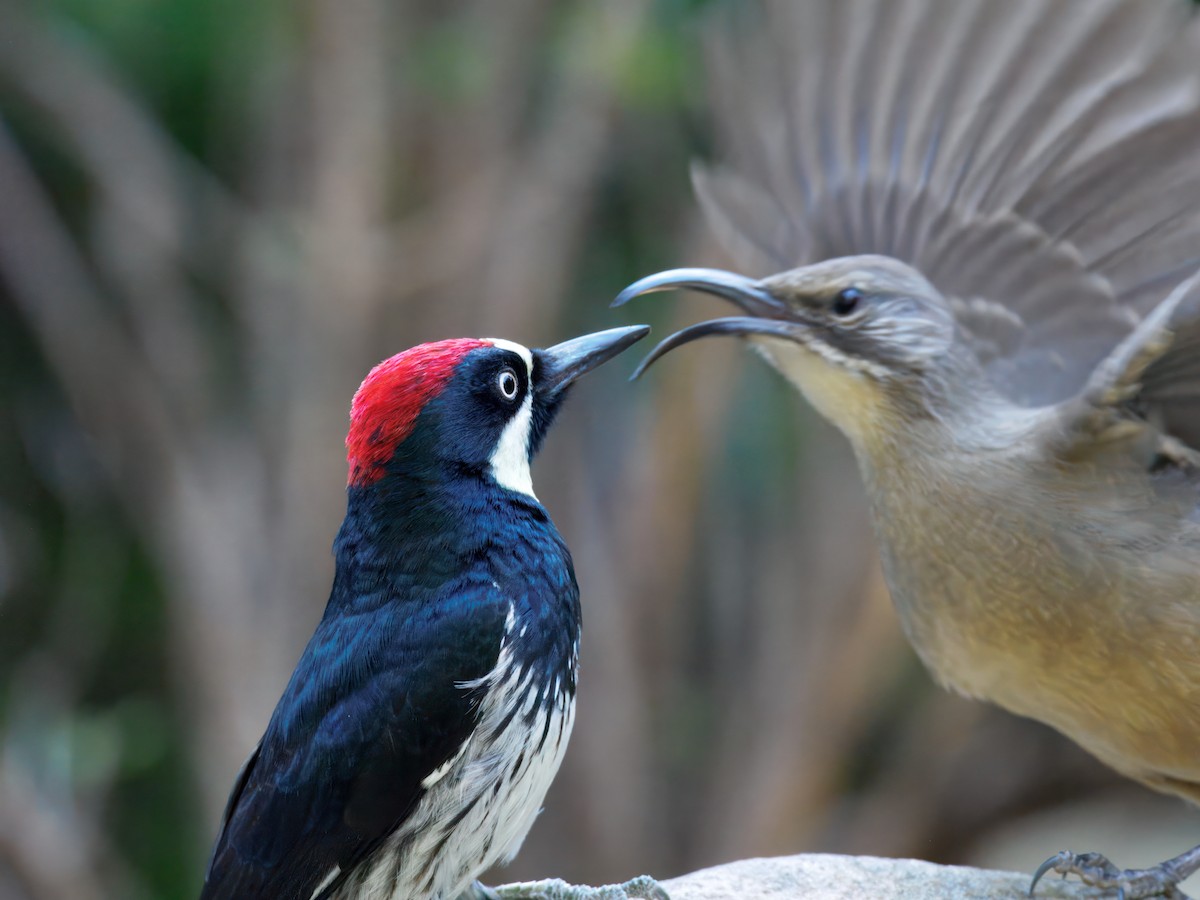 Acorn Woodpecker - ML643109132