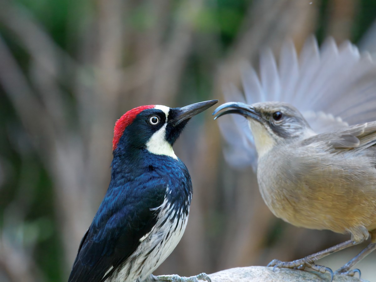Acorn Woodpecker - ML643109133