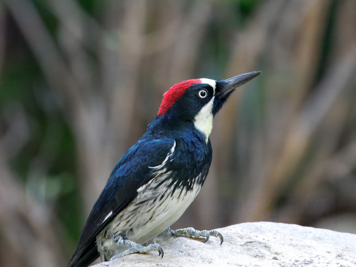 Acorn Woodpecker - ML643109134
