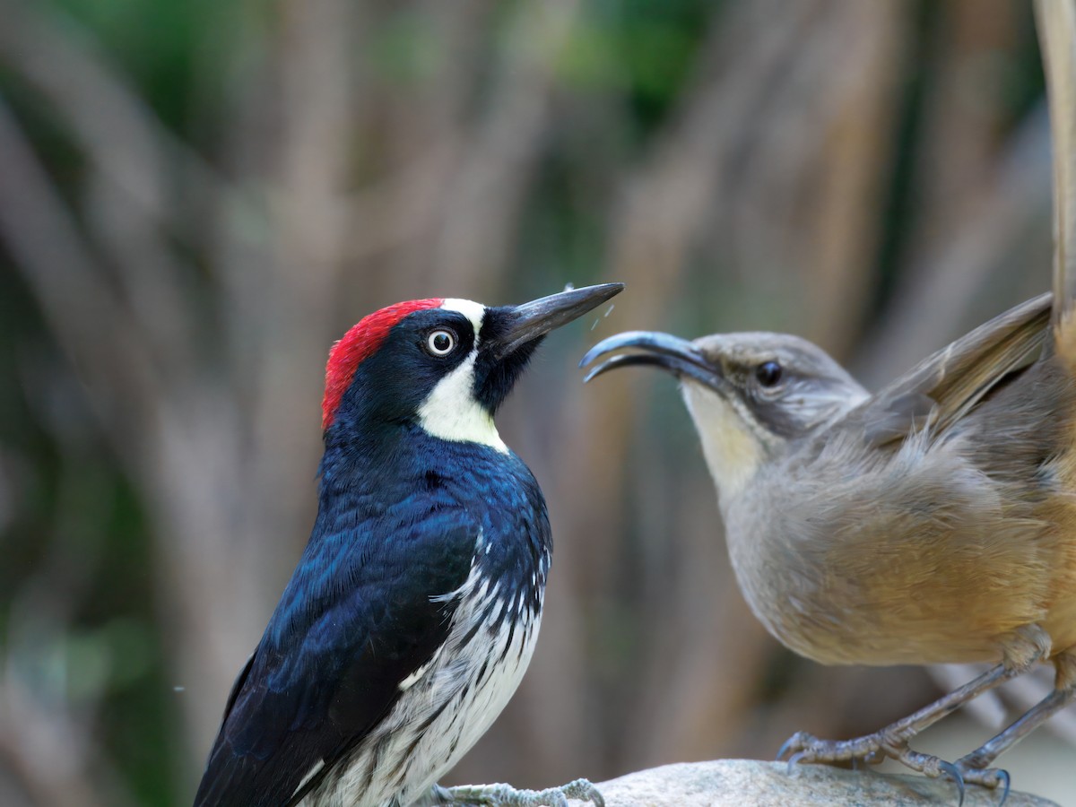 Acorn Woodpecker - ML643109135