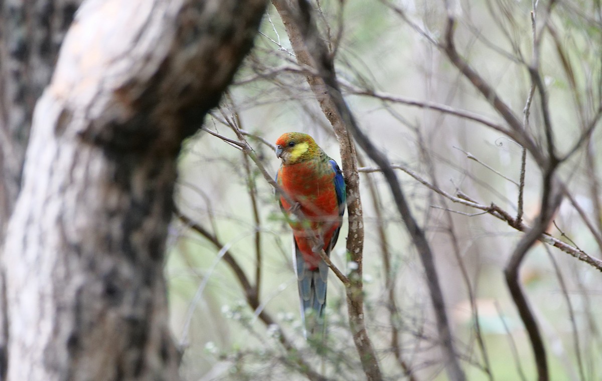 Western Rosella - ML643109137