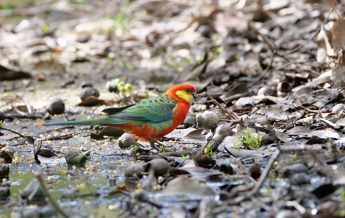 Western Rosella - ML643109138