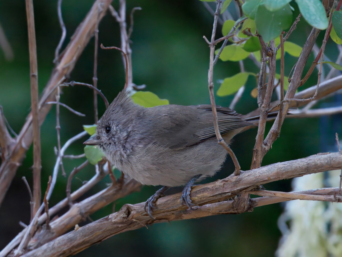 Oak Titmouse - ML643109210