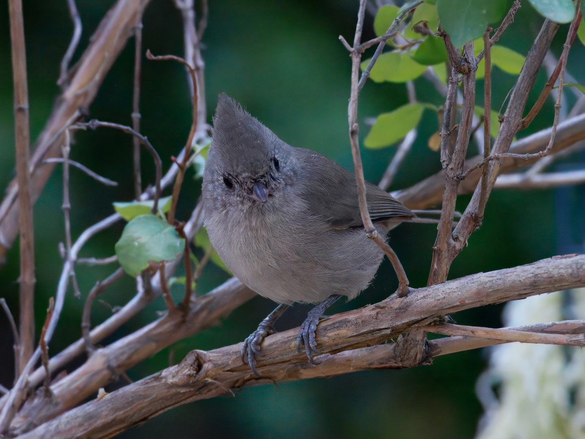 Oak Titmouse - ML643109211
