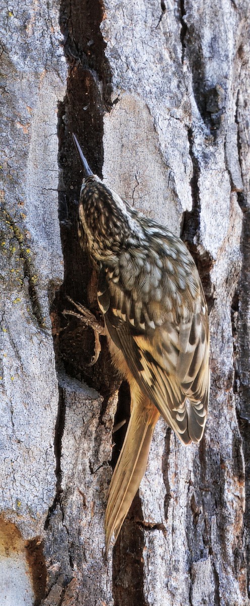Brown Creeper - ML643109254