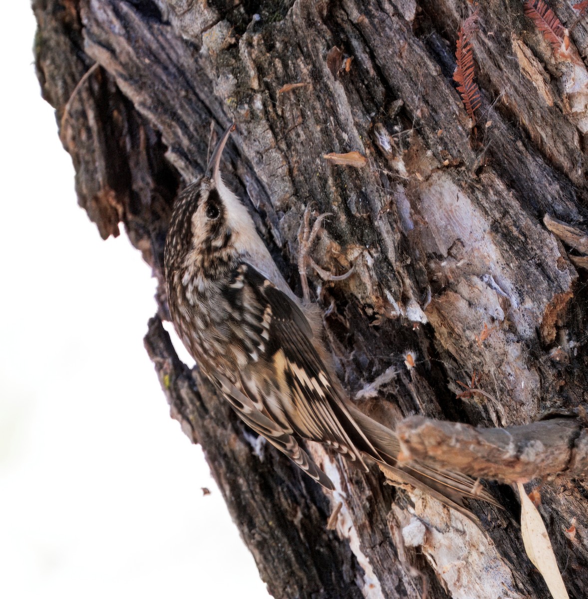 Brown Creeper - ML643109255