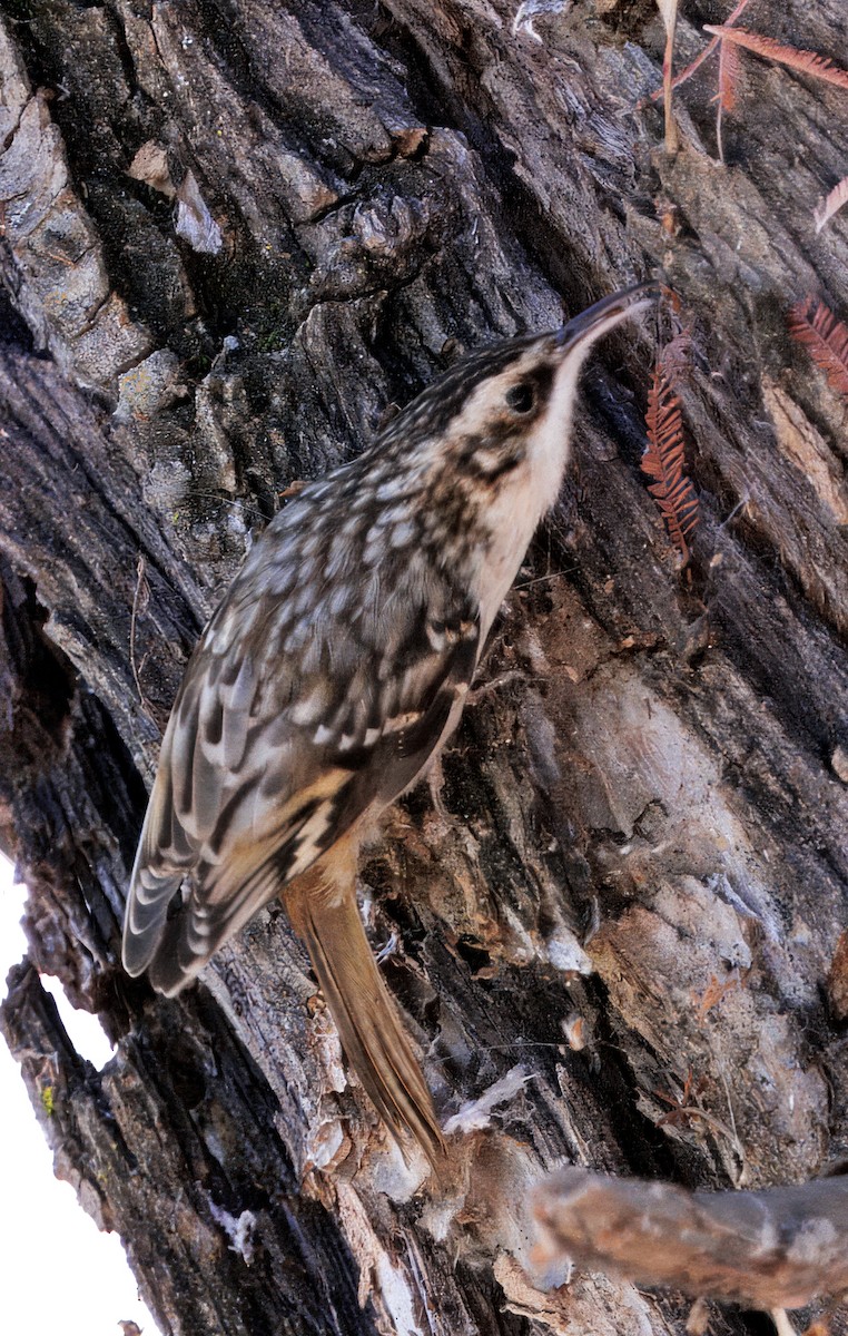 Brown Creeper - ML643109256