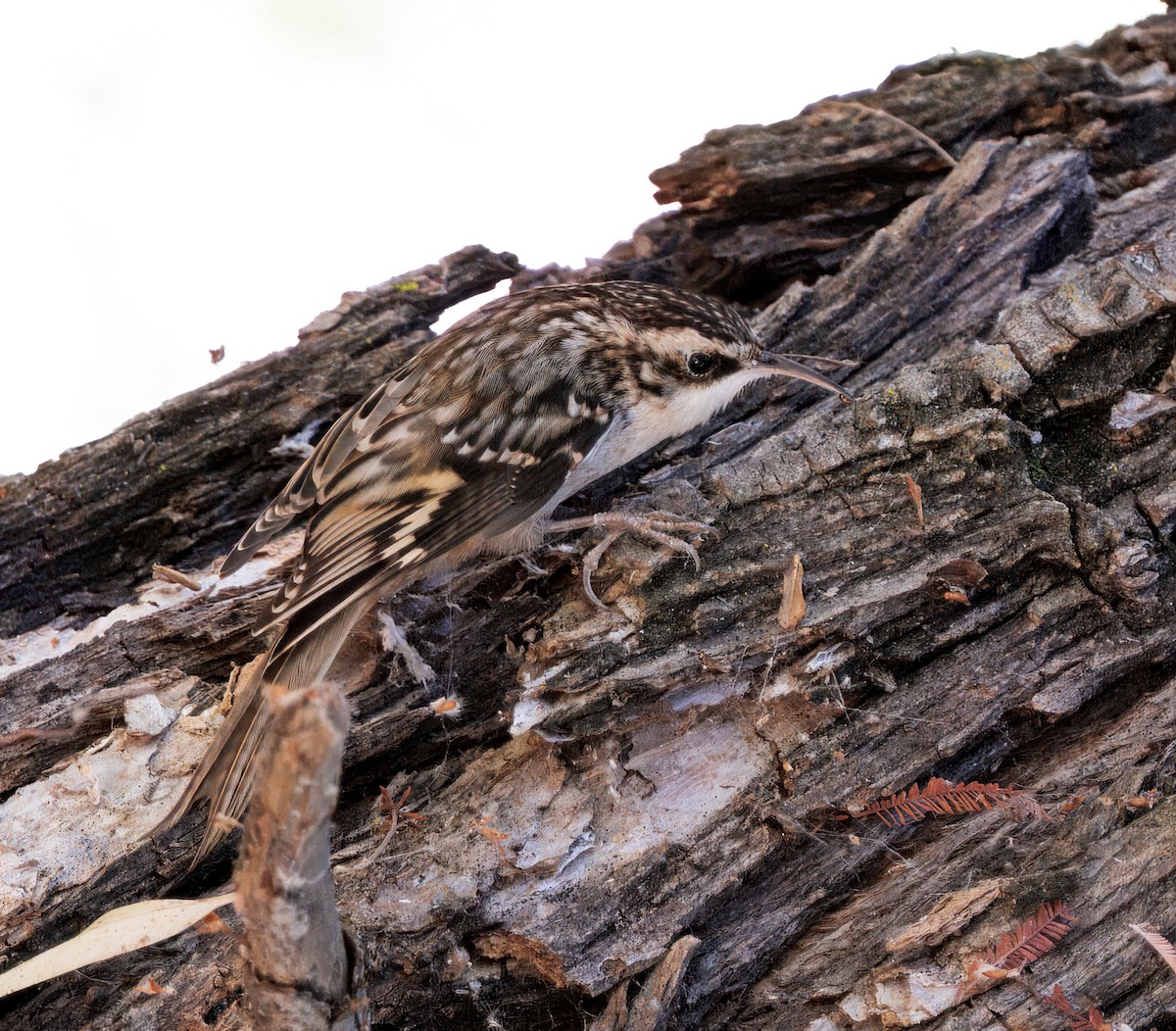 Brown Creeper - ML643109257