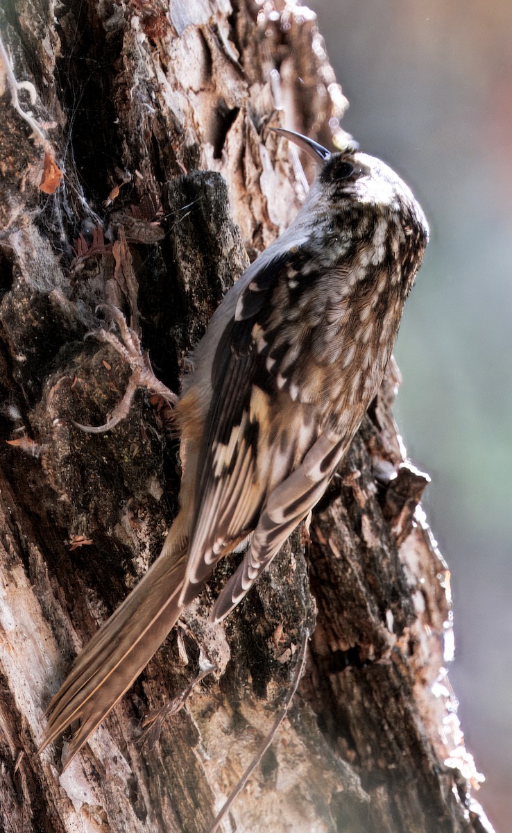 Brown Creeper - ML643109258